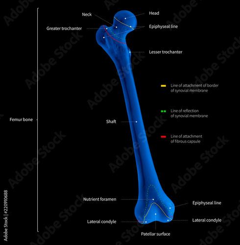 Infographic Diagram Of Human Femur Bone Or Leg Bone Anatomy System Anterior View 3d Medical Illustration Human Anatomy Medical Diagram Educational Concept X Ray Blue Tone Color Film Stock Illustration Adobe Stock