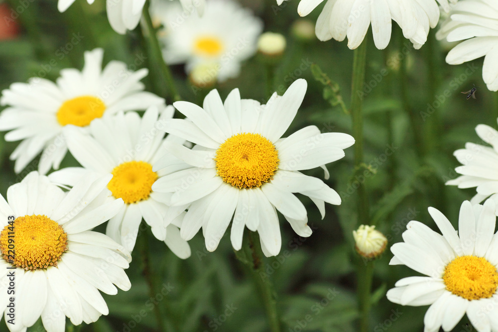 Obraz premium White daisies 