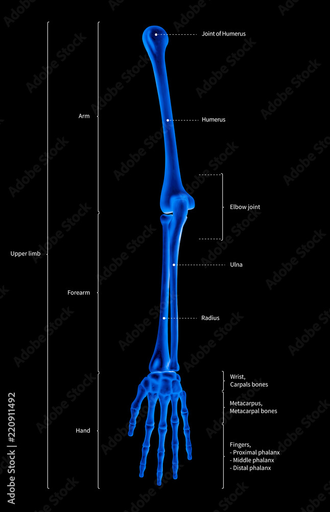 Infographic diagram of human skeleton upper limb bone anatomy system or arm  bone anterior view-3D- medical illustration- human anatomy- medical  diagram- educational concept- x-ray blue film color Stock Photo | Adobe  Stock