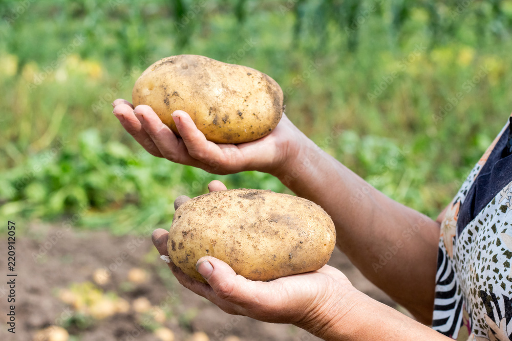 A farmer holding a large potatoes in his hands. A good crop_ A farmer holding a large potatoes in his hands. A good crop_