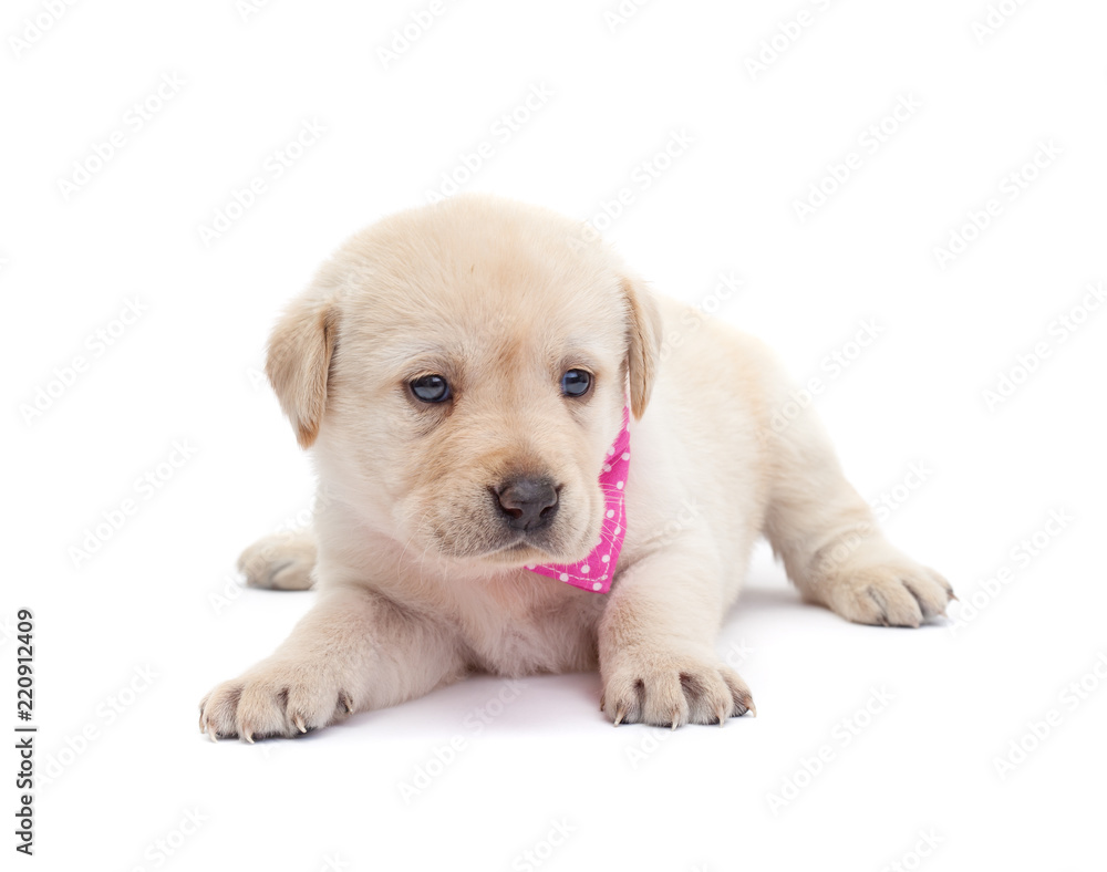 Adorable labrador puppy dog looking alert on white surface Adorable labrador puppy dog looking alert on white surface
