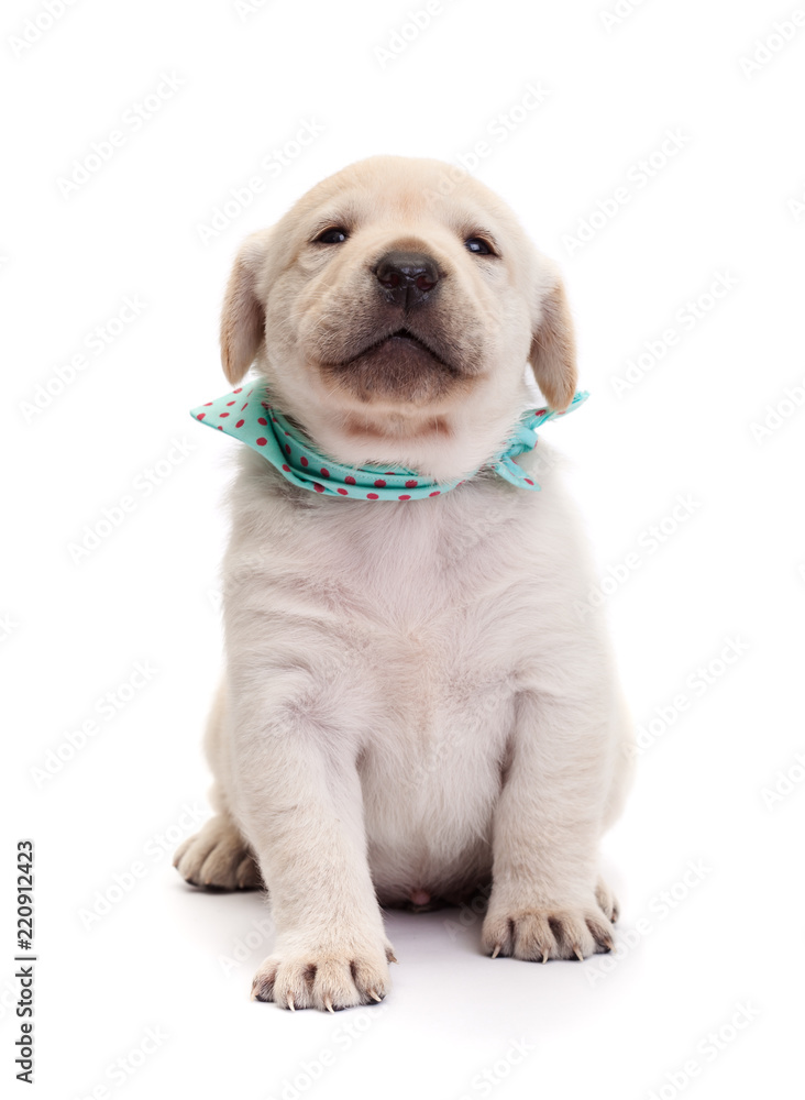 Proud labrador puppy dog holding its muzzle high