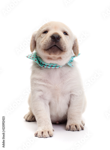 Proud labrador puppy dog holding its muzzle high