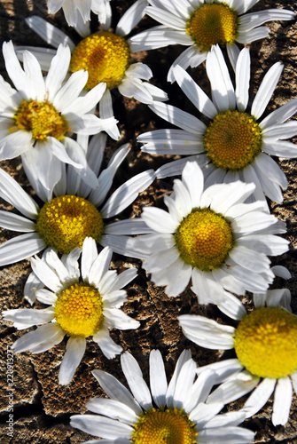 Bellis perennis (common daisy, lawn daisy or English daisy) flowers, soft natural background