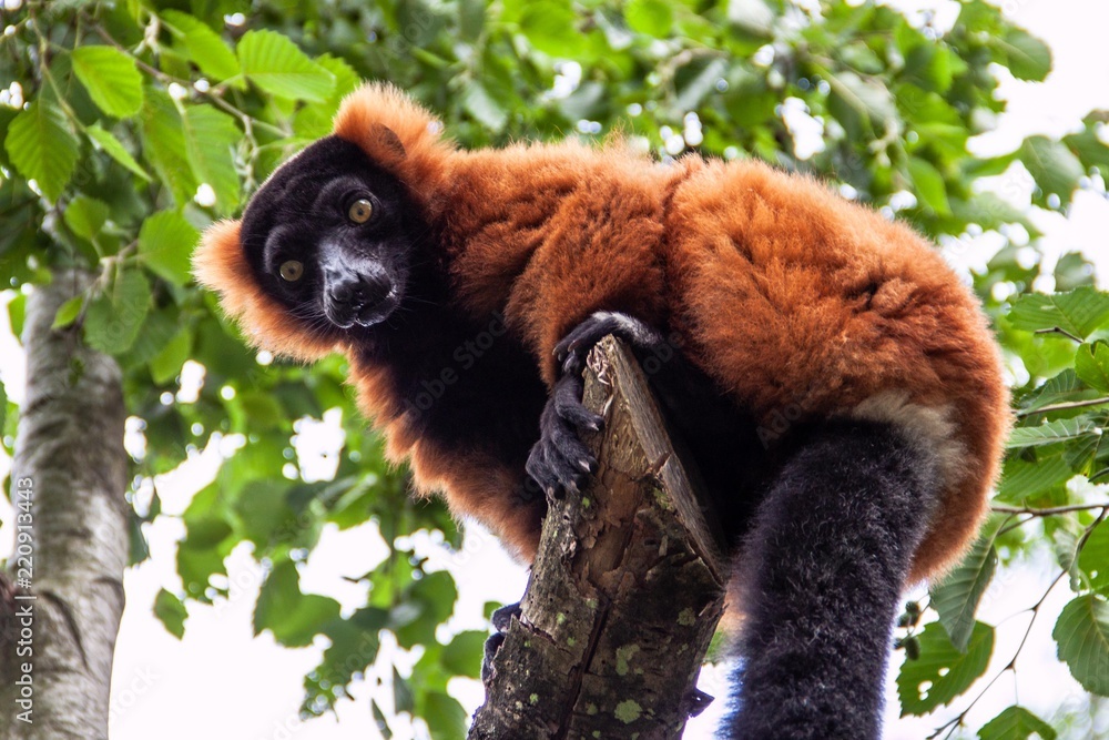 Obraz premium Lemuren