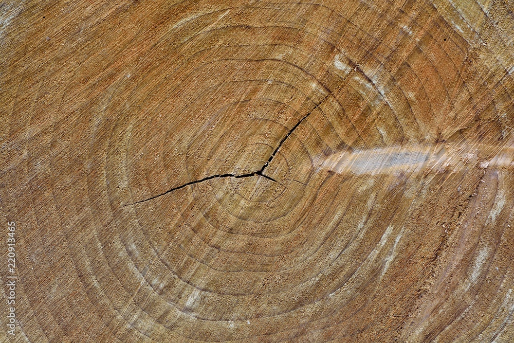 Naklejka premium Taiwan wood texture,in the Taiwan