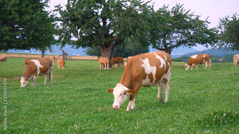 Organic Farm Cows