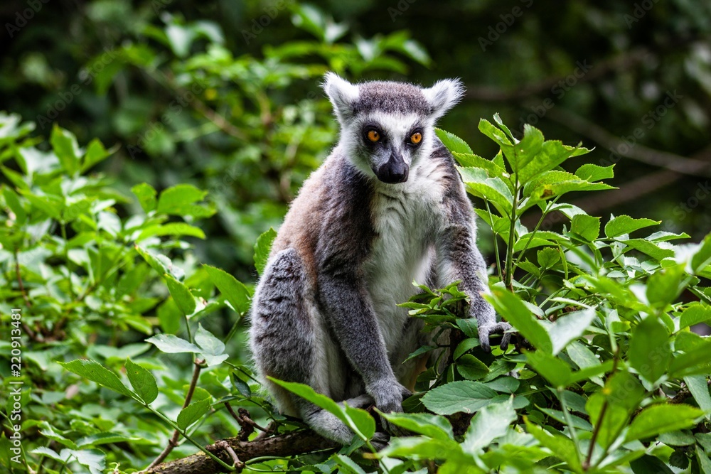 Obraz premium Lemuren