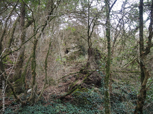 View on a forest in the French countryside near the village of Aze  France