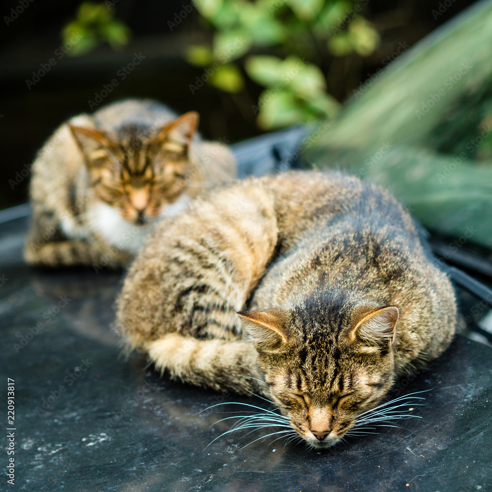 two beautiful homeless cats lie and sleep in dirty car with traces of their paws.