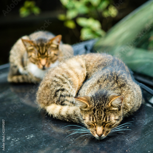 two beautiful homeless cats lie and sleep in dirty car with traces of their paws.