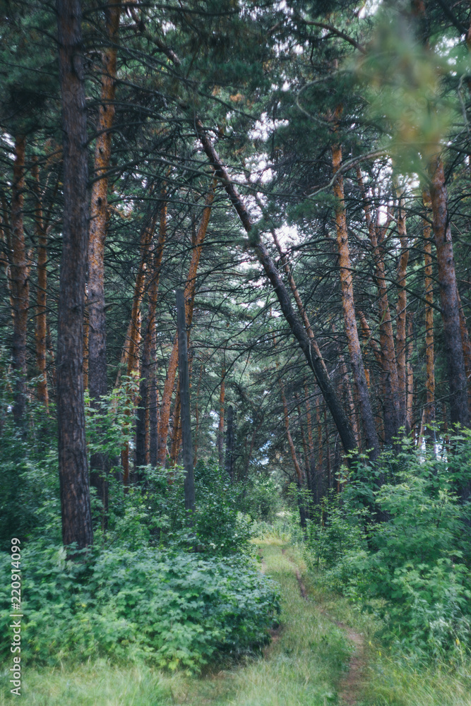 Fototapeta premium pine forest