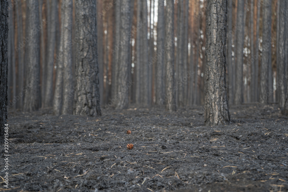 Fototapeta premium Nach Waldbrand in Brandenburg
