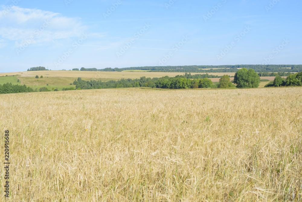 field of ripe cereals