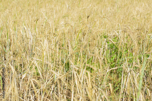 field of ripe cereals © klavdiyav