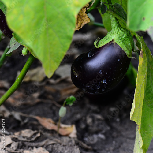 Eggplant growing in the garden. Eggplant hanging on the plant outside. Agriculture. Harvest. Plants background photo