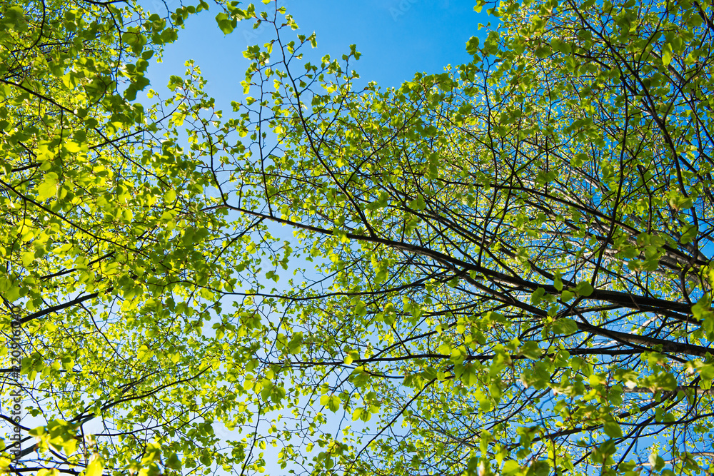 Obraz premium young spring foliage