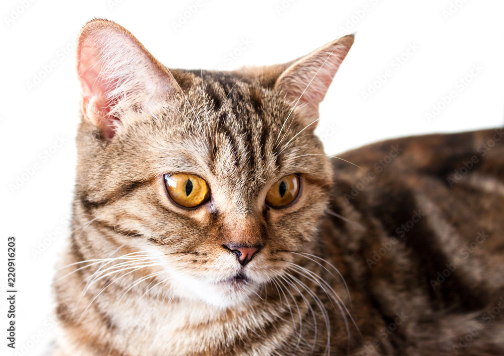 Cat isolated on a white background. Cat isolated on a white background.