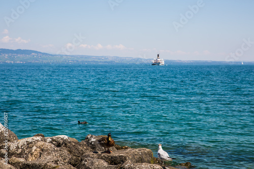 Wallpaper Mural Duck, Seagull and Moorhen on Rocks on Lake Leman with Steam Boat in the Background Torontodigital.ca