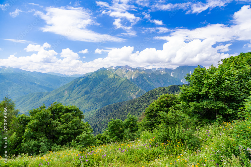 Fototapeta premium Panoramic view of Caucasian mountains with fresh green meadows in bloom on a beautiful sunny day, Sochi, Russia