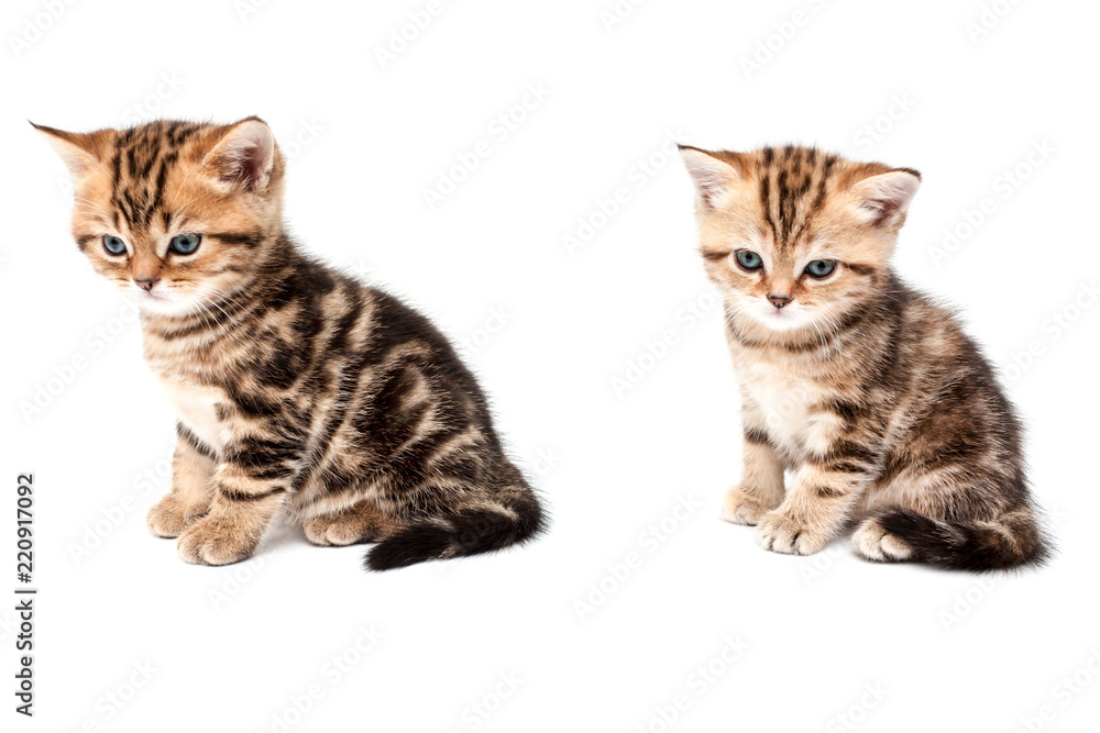 British short hair kittens.