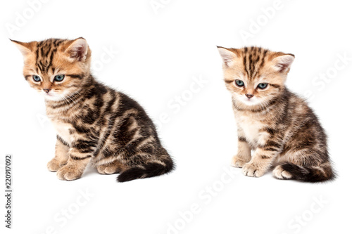 Fototapeta Naklejka Na Ścianę i Meble -  British short hair kittens.