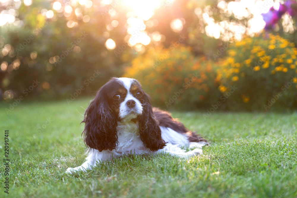 Dog lying on the grass in sunset light