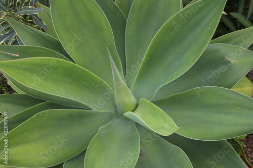 Fuchsschwanz Agave (Agave attenuata)