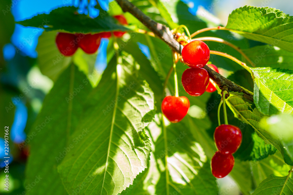 ripe red cherries hanging on a branch