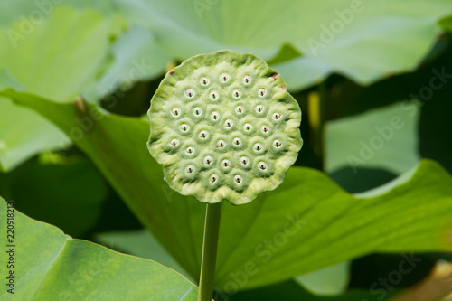 Foto Sead head of an Indian lotus or Sacred lotus, Nelumbo nucifera