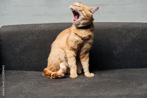 cute domestic ginger cat sitting and yawning on sofa in living room