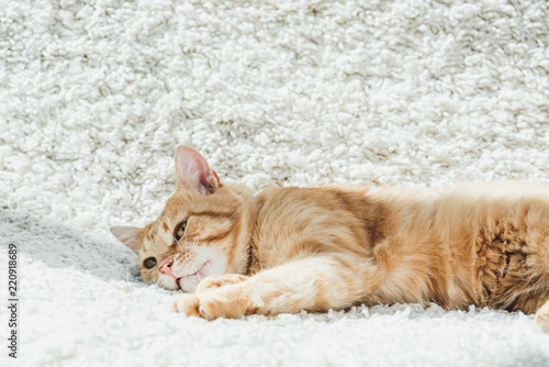 cute domestic ginger cat resting on white soft carpet in living room
