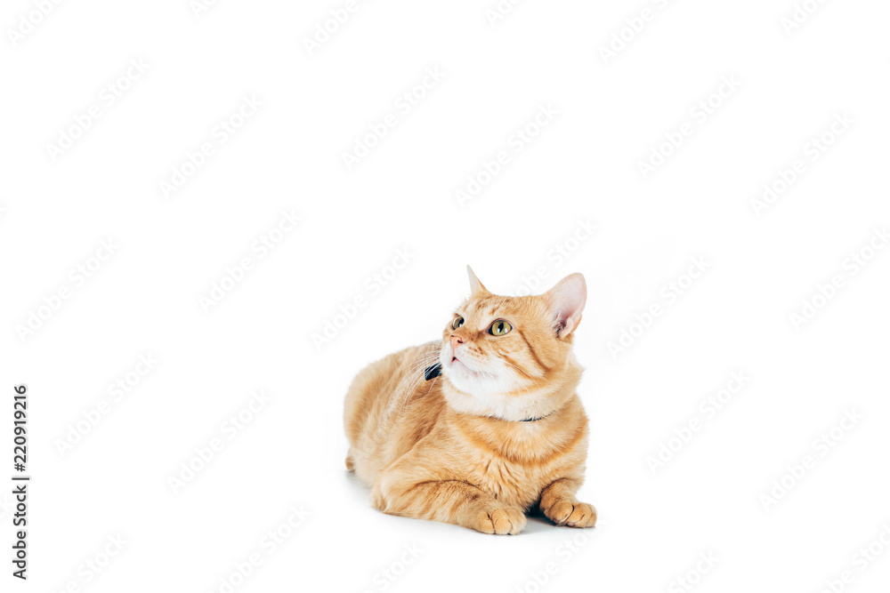 cute domestic ginger cat lying and looking up isolated on white