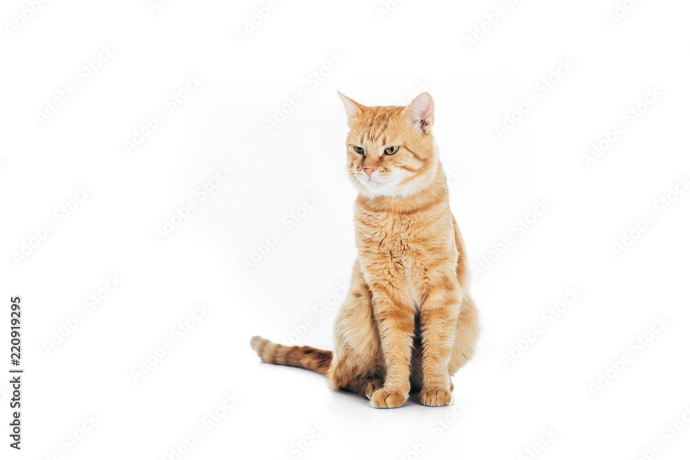 cute domestic tabby cat sitting and looking away isolated on white - obrazy, fototapety, plakaty 