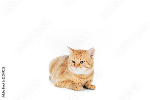cute domestic red cat lying isolated on white