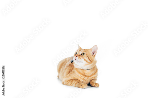 cute domestic ginger cat lying and looking up isolated on white