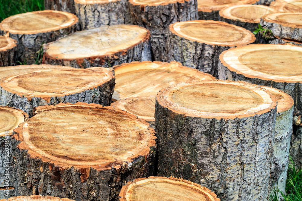 cut-to-length method trees for heating with firewood poplar cut-to-length method trees for heating with firewood poplar