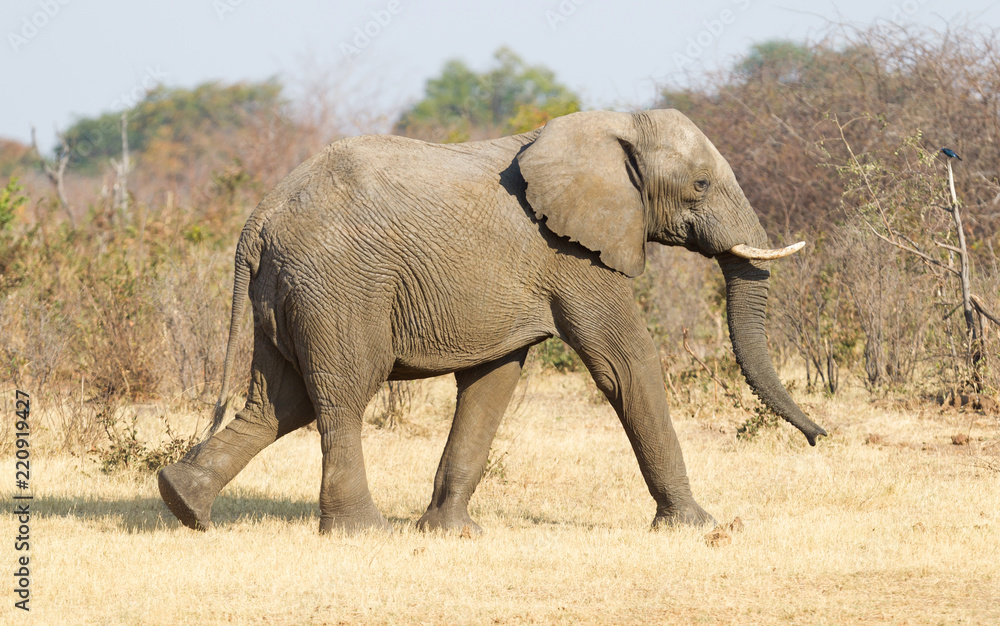 Fototapeta premium Female african elephant in golden light