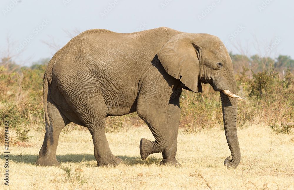 Female african elephant in golden light Female african elephant in golden light