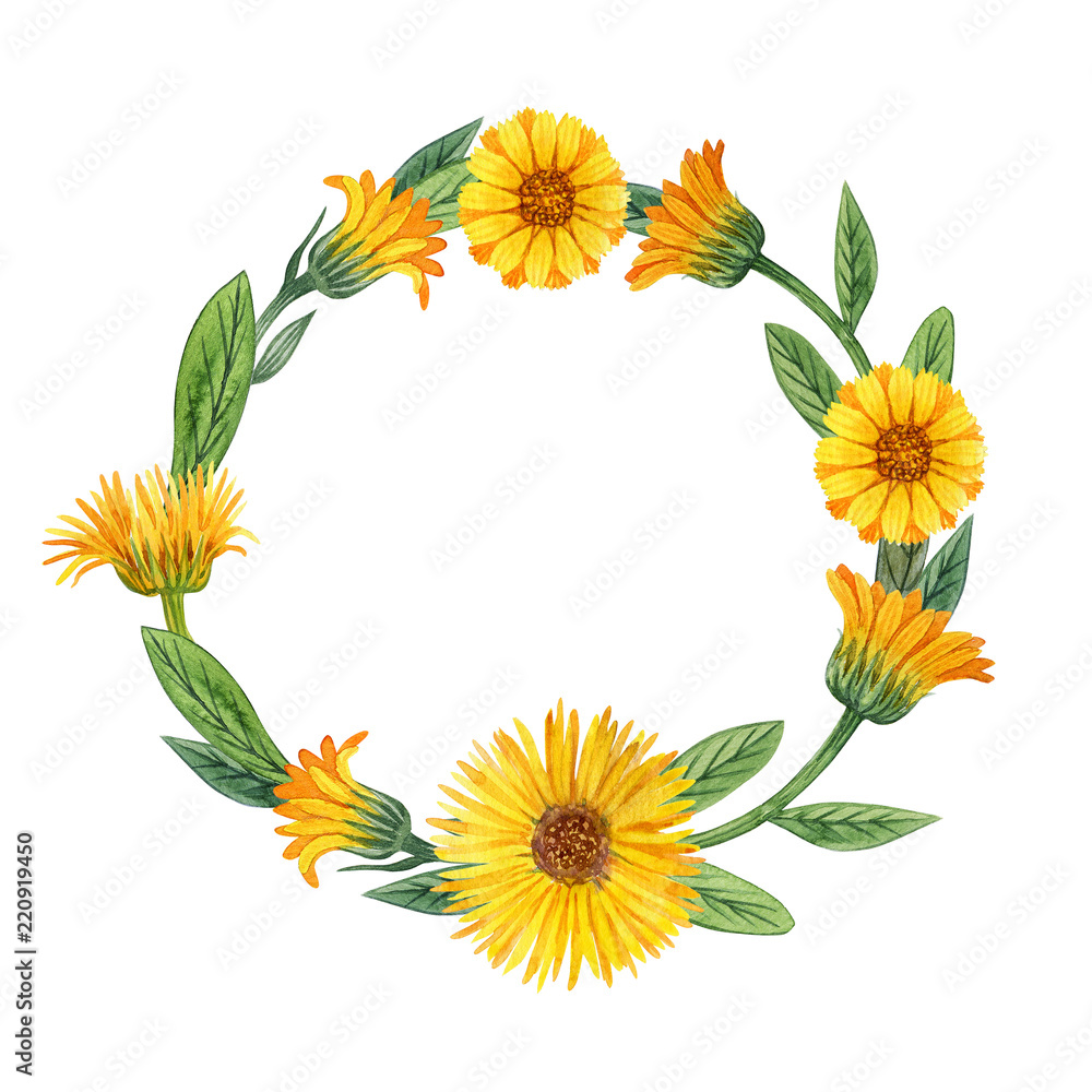 Obraz premium calendula