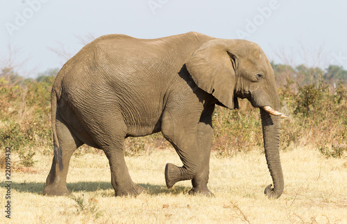 Female african elephant in golden light