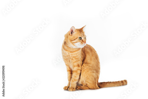 funny furry ginger cat sitting and looking away isolated on white