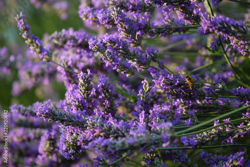 Fototapeta Naklejka Na Ścianę i Meble -  Lavanda e ape