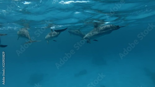 Group of pregnant female Spinner Dolphins slowly under surface of blue water and dive to deep (Underwater shot, 4K / 60fps)
 photo