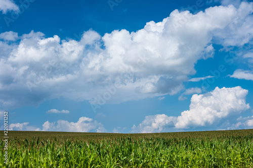 green corn field and blue sky. Nature summer countryside landscape