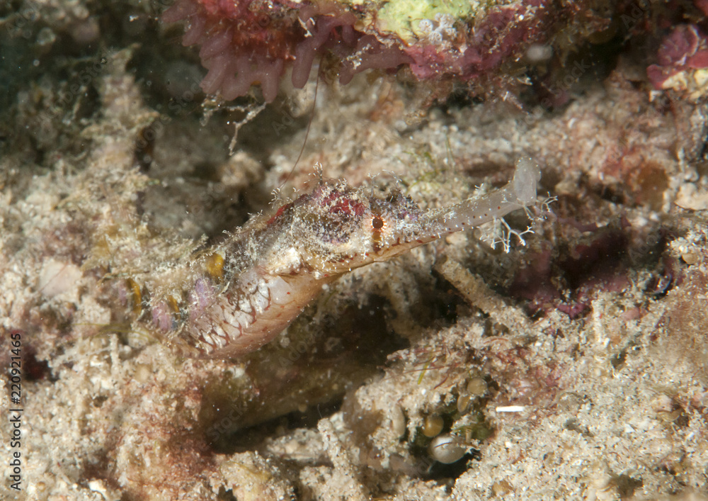Pygmy pipefish (Solegnathus sp) crawling on sand of Raja Ampat, West Papua, Indonesia Pygmy pipefish (Solegnathus sp) crawling on sand of Raja Ampat, West Papua, Indonesia