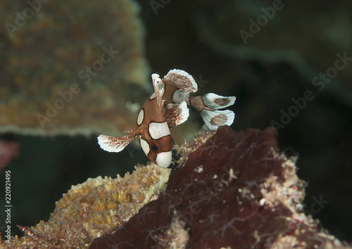 Harlequin sweetlips juvenile (Plectorhinchus chaetodonoides) swimming upon corals of Bali. Juveniles mimic the movement of a poisonous flatworm for defence against predators. photo