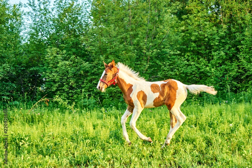 Beautiful bay foal run gallop on spring green pasture
