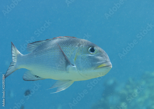 Humpnose big-eye bream (Monotaxis grandoculis)swimming in the water, Bali, Indonesia	