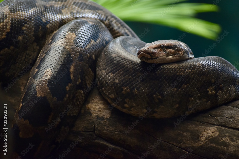 Fototapeta premium Nature and Wildlife